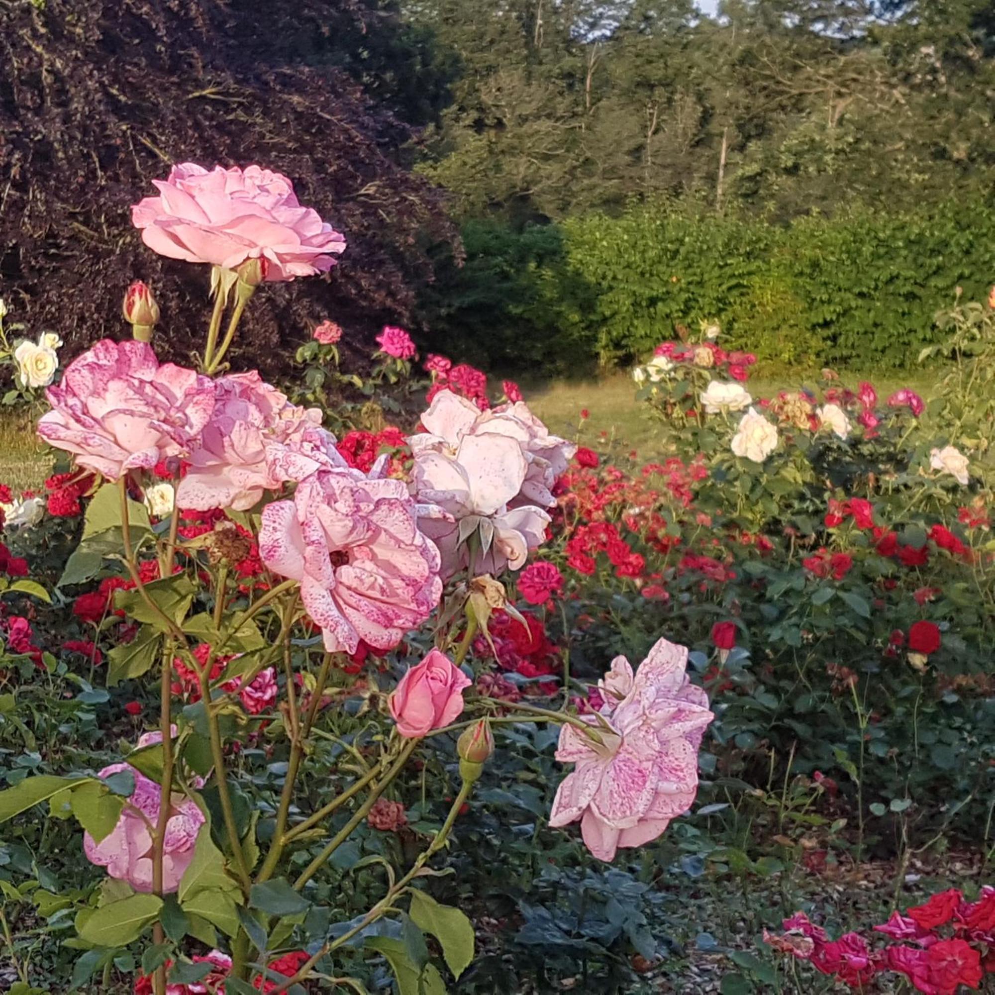 Domaine De La Chesnaie Bed & Breakfast Josselin Dış mekan fotoğraf