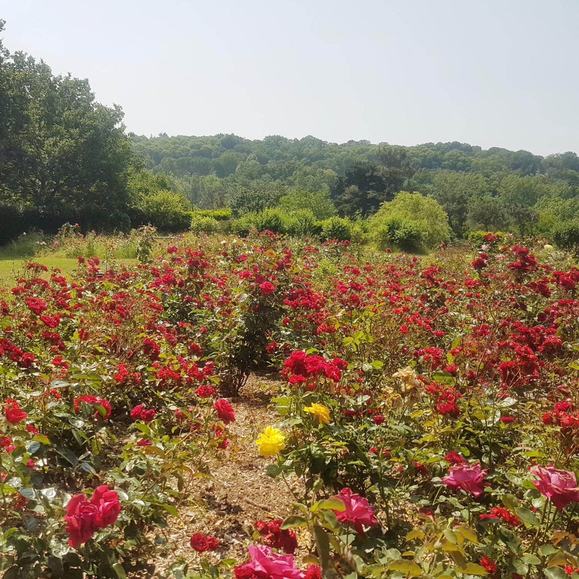 Domaine De La Chesnaie Bed & Breakfast Josselin Dış mekan fotoğraf